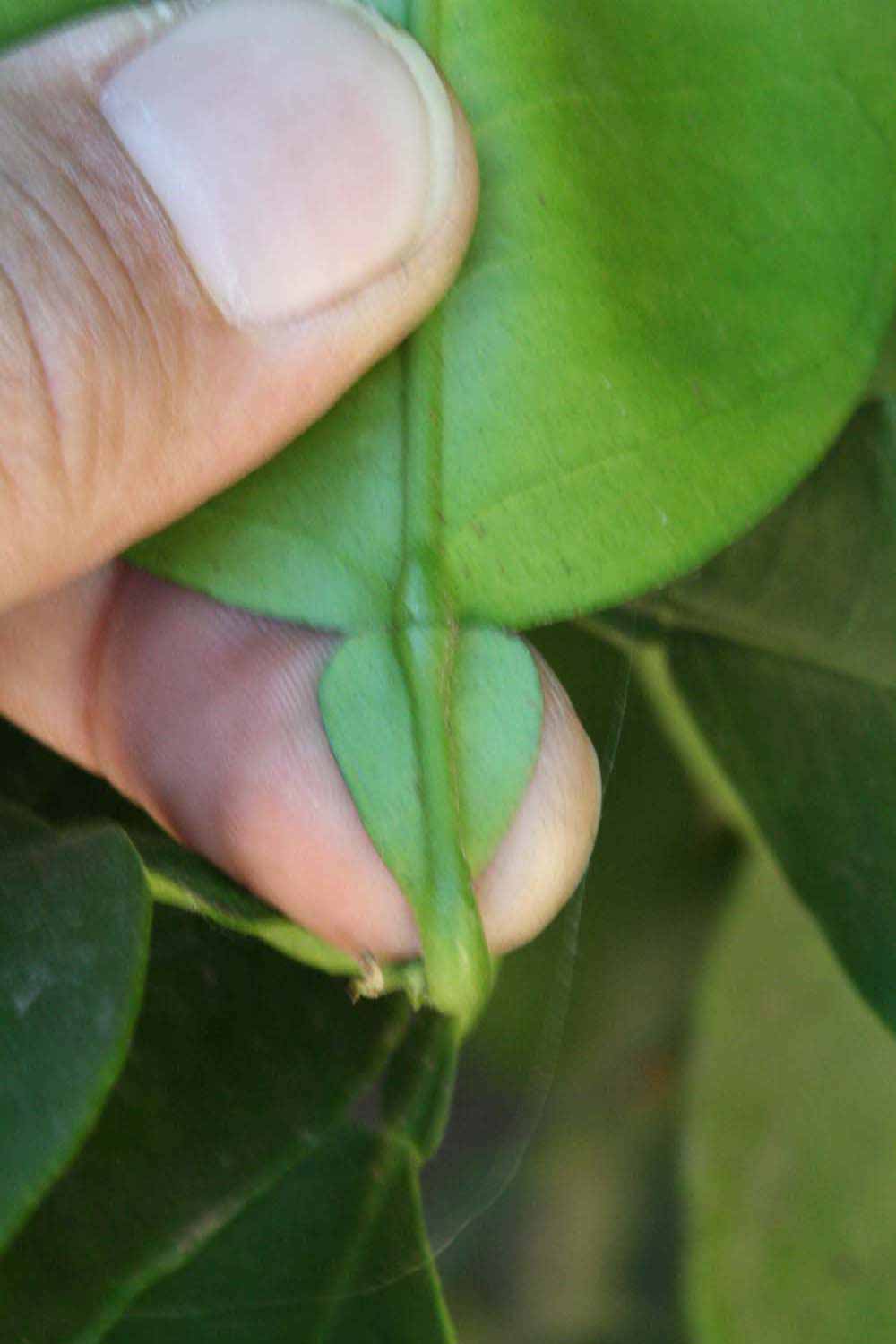              Petiole of  Citrus paradisi          (Oroblanco, Riverside, CA)       